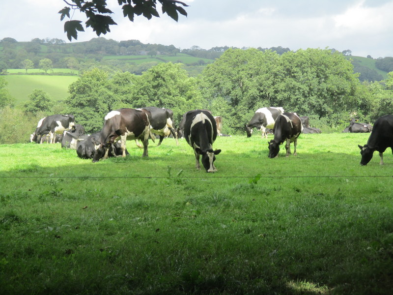 cows grazing